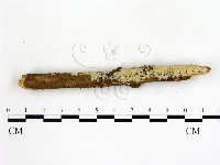 冇骨消絲齒菌藏品圖，第1張