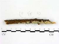 冇骨消絲齒菌藏品圖，第3張