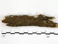 冇骨消絲齒菌藏品圖，第3張