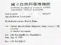 冇骨消絲齒菌藏品圖，第2張