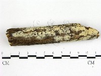 冇骨消絲齒菌藏品圖，第1張