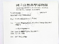 冇骨消絲齒菌藏品圖，第2張