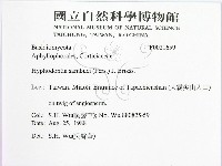 冇骨消絲齒菌藏品圖，第2張