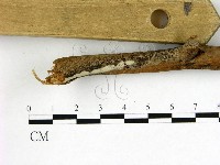冇骨消絲齒菌藏品圖，第3張