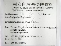 冇骨消絲齒菌藏品圖，第2張