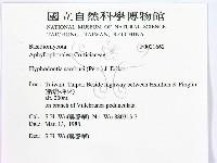 冇骨消絲齒菌藏品圖，第2張