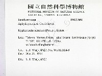 冇骨消絲齒菌藏品圖，第2張