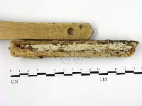 冇骨消絲齒菌藏品圖，第1張