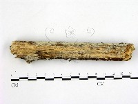 冇骨消絲齒菌藏品圖，第3張