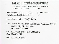冇骨消絲齒菌藏品圖，第2張