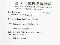 冇骨消絲齒菌藏品圖，第2張