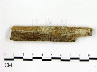 冇骨消絲齒菌藏品圖，第1張