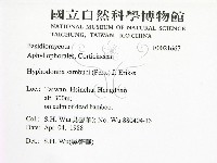 冇骨消絲齒菌藏品圖，第2張
