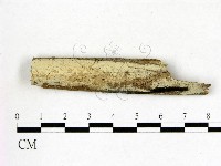 冇骨消絲齒菌藏品圖，第1張