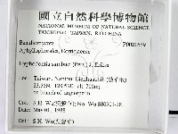 冇骨消絲齒菌藏品圖，第2張