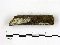 冇骨消絲齒菌藏品圖，第1張