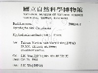 冇骨消絲齒菌藏品圖，第2張