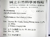 冇骨消絲齒菌藏品圖，第2張