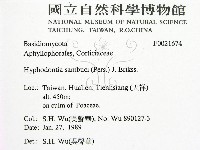 冇骨消絲齒菌藏品圖，第2張