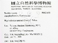 冇骨消絲齒菌藏品圖，第2張