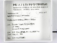 冇骨消絲齒菌藏品圖，第2張