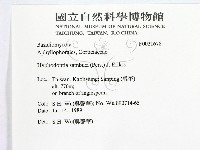 冇骨消絲齒菌藏品圖，第2張