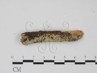 登錄號:F0021684藏品圖，第1張