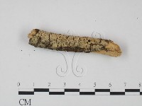 登錄號:F0021684藏品圖，第3張