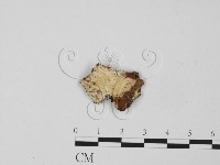 登錄號:F0021685藏品圖，第1張