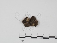 登錄號:F0021685藏品圖，第3張