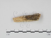 登錄號:F0021686藏品圖，第3張