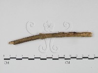 登錄號:F0021689藏品圖，第1張