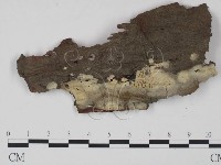 登錄號:F0021697藏品圖，第1張