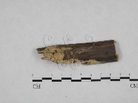 登錄號:F0021699藏品圖，第1張