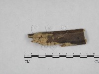 登錄號:F0021699藏品圖，第3張