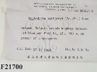 剛毛絲皮菌藏品圖，第2張