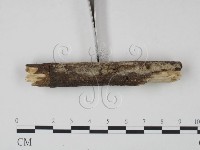 剛毛絲皮菌藏品圖，第3張