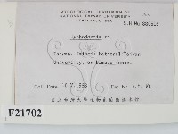 絲齒菌屬藏品圖，第2張