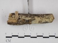 剛毛絲皮菌藏品圖，第3張