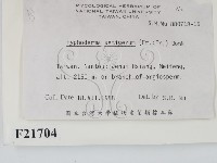 剛毛絲皮菌藏品圖，第2張