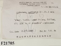 剛毛絲皮菌藏品圖，第2張