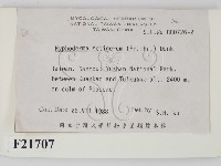 剛毛絲皮菌藏品圖，第2張