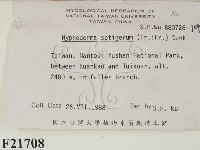剛毛絲皮菌藏品圖，第2張