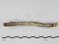 剛毛絲皮菌藏品圖，第3張