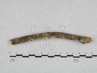 剛毛絲皮菌藏品圖，第4張