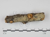 剛毛絲皮菌藏品圖，第1張