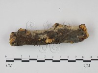 剛毛絲皮菌藏品圖，第3張