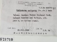 剛毛絲皮菌藏品圖，第2張