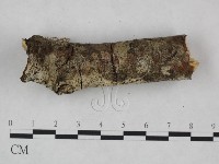 剛毛絲皮菌藏品圖，第4張