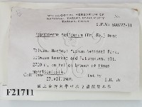 剛毛絲皮菌藏品圖，第2張
